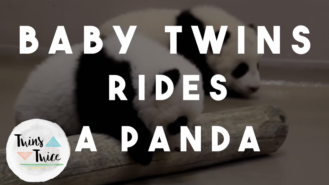 Baby Twins Ride a Panda! (5-28-16 – Day 196)