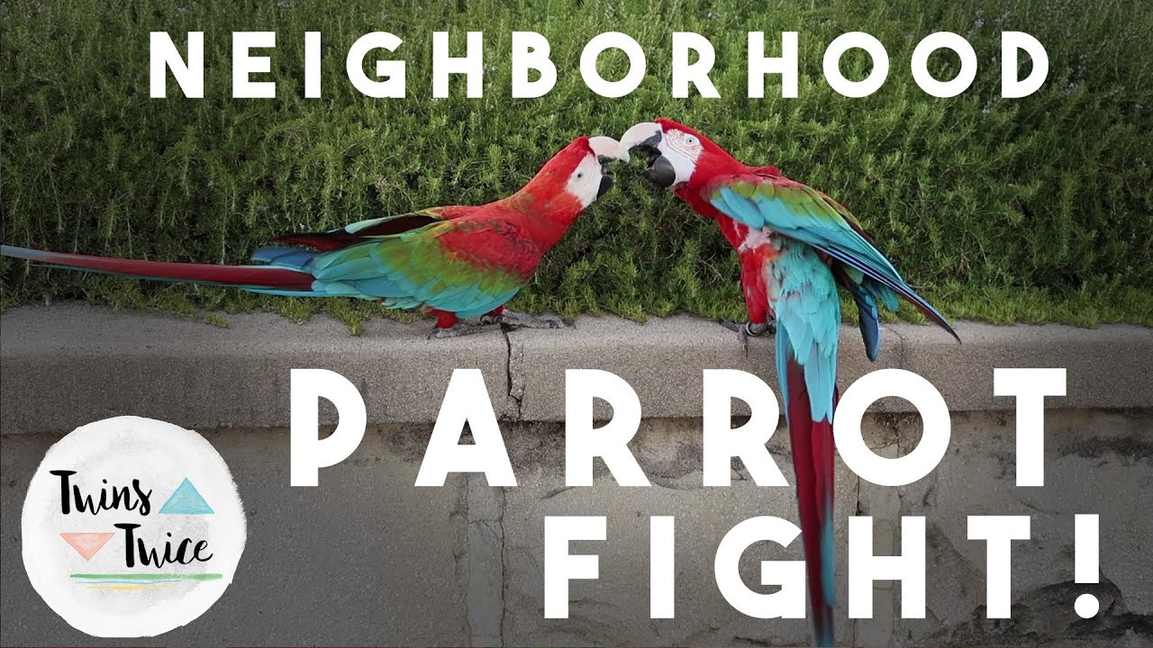 Neighborhood Parrot Fight! (6-25-16 – Day 206)