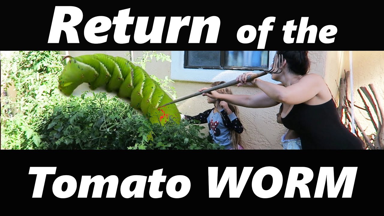 Return of the Tomato Worm (9-18-15  – Day 86)