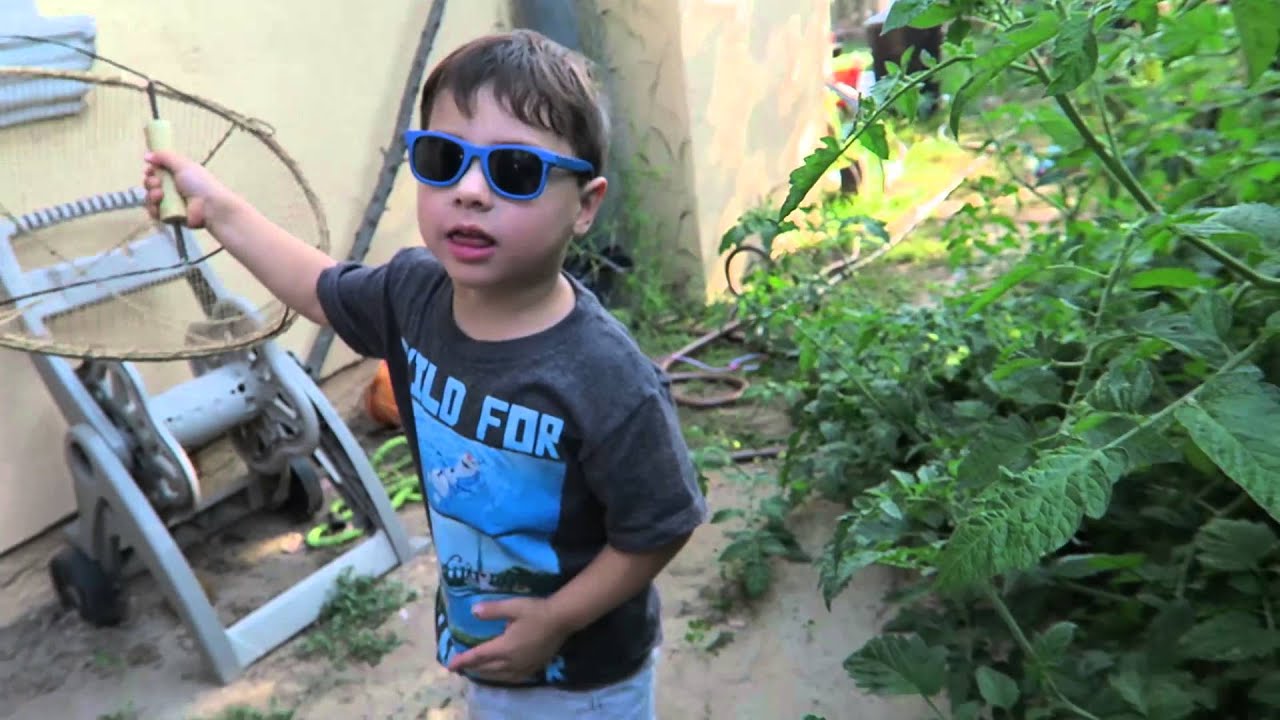 Toddlers Harvest Their Garden! (8-28-15 – Day 64)